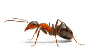 dealing with ants during a home renovation