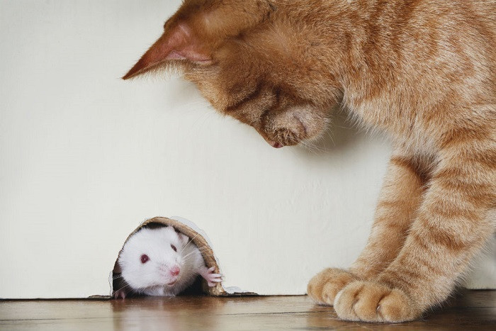 how-to-Get-Rid-Of-Mice-in-home